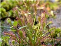 Drosera intermedia Hayne